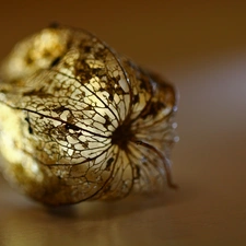 plant, physalis bloated, dry