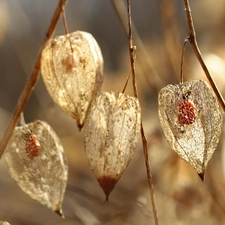 Plants, physalis bloated, dry