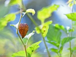 plant, physalis bloated, dry