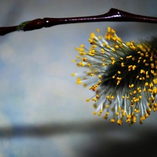 dust, database, Willow, doughnut, twig