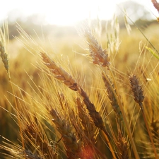 Ears, wheat, Field