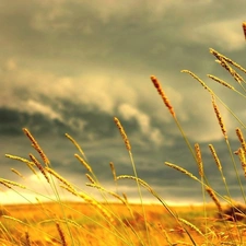 Ears, Field, Golden