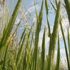 grass, Ears