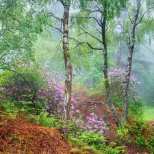 Rhododendron, forest, Leaf, County Derbyshire, Flowers, summer, birch, England, Peak District National Park, Rhododendrons