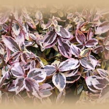 Euonymus, plant, garden