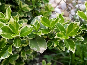 Euonymus, Green, plant