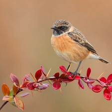 twig, Bird, European Stonechat, barberry