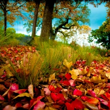 fallen, Leaf, trees, viewes, autumn