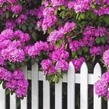 Fance, Violet, rhododendron