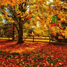 maple, color, autumn, Leaf, house, viewes, trees, fence