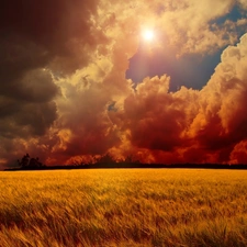 field, cereals, sun, clouds, west