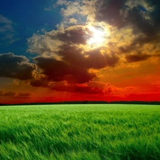 field, cereals, sun, clouds, west