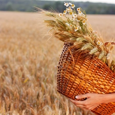 chamomile, basket, Field, corn