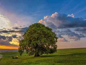 Great Sunsets, trees, Field, bench, clouds, oak