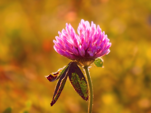 Pink, field, trefoil, Colourfull Flowers