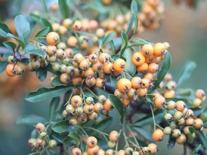 Scarlet firethorn, Fruits, Bush, Orange