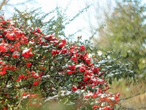 Scarlet firethorn, Red, Fruits, Bush