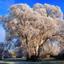 first, White frost, trees, viewes, Park