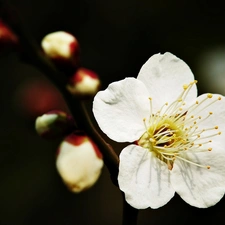 Buds, Colourfull Flowers, flakes