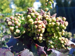 Floral, holly, donuts