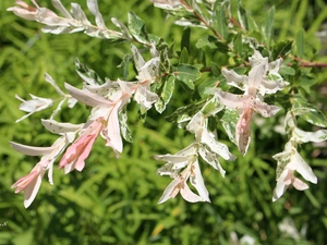 twig, Florescence, Japanese, Hakuro, Willow