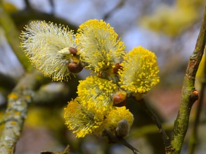 Florescence, database, Willow