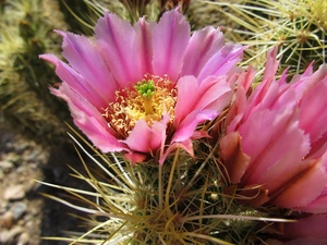 flower, Cactus