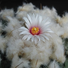 Cactus, Flower