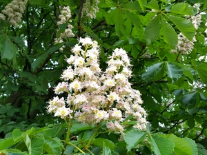flower, chestnut