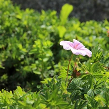 Pink, Flower