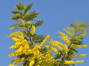 Acacia Dealbata, Yellow, Flowers