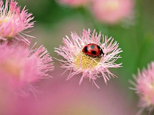 ladybird, Flowers, Albizia julibrissin, Pink