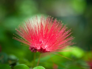 Colourfull Flowers, Albizia julibrissin, Red