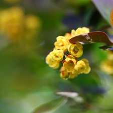 barberry, Yellow, Flowers, Bush