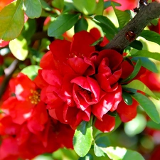 Blossoming, Red, Flowers, quince