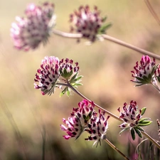 blurry background, trefoil, Flowers