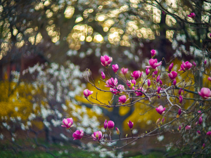 Flowers, Magnolia, branch