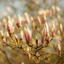 Flowers, Magnolias, Buds