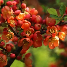 Bush, Red, Flowers, quince