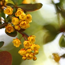 Bush, Yellow, Flowers, barberry