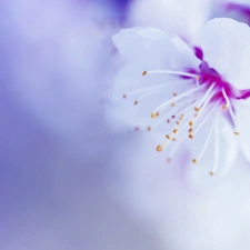 branch, Colourfull Flowers