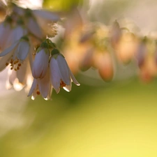 Deutzia, White, Flowers, Bush