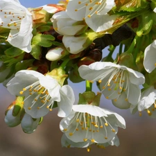 flourishing, White, Flowers, trees