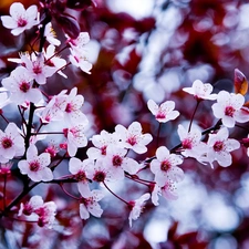 flowers, trees, fruit