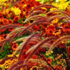 Flowers, Ears, grass