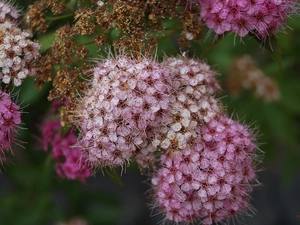 Bush, Flowers, Japanese Spirea, Pink