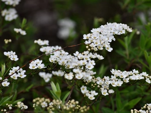 Japanese Spirea, White, Flowers