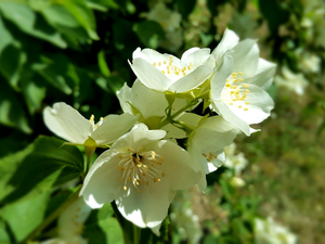 Flowers, jasmine