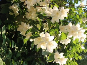 Flowers, jasmine