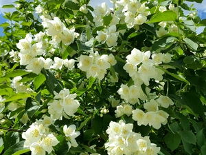 Flowers, jasmine